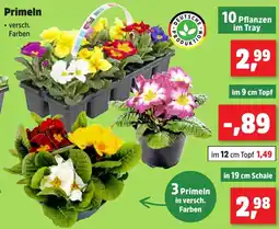 Thomas Philipps Primeln 10 Pflanzen im Tray Angebot