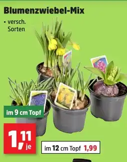 Thomas Philipps Blumenzwiebel-Mix Angebot