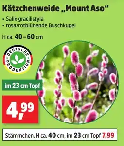 Thomas Philipps Kätzchenweide,,Mount Aso" Angebot