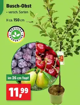 Thomas Philipps Busch-Obst Angebot