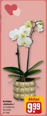 REWE Orchidee Exclusiv Angebot