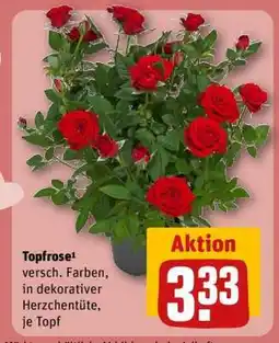 REWE Topfrose Angebot