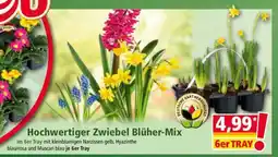 Norma Hochwertiger Zwiebel Blüher-Mix Angebot