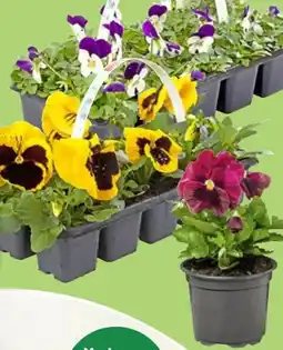 Thomas Philipps Hornveilchen Angebot