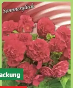 Thomas Philipps Frühjahrs-Blumenzwiebeln Angebot