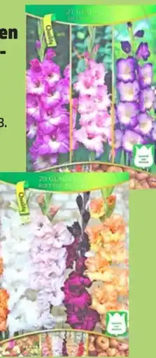 Thomas Philipps Gladiolen Angebot