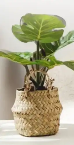 Rossmann Rossmann Ideenwelt Deko-Pflanze Angebot