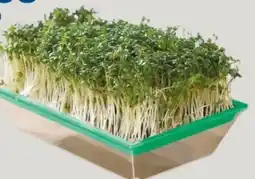 Rossmann Rossmann Ideenwelt Microgreen-Anzuchtset Angebot