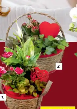 toom Baumarkt Arrangement Angebot