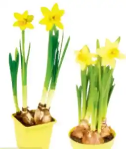 toom Baumarkt Narzisse Tete-aTete Angebot