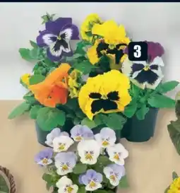 B1 Discount Baumarkt Hornveilchen Angebot