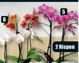 B1 Discount Baumarkt Orchidee Angebot