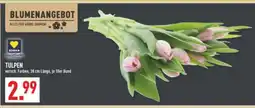 Marktkauf EDEKA TULPEN Angebot