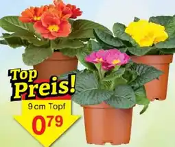 Jawoll Kissenprimel Angebot