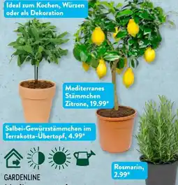 Aldi Süd Gardenline Mediterranes Stämmchen Angebot