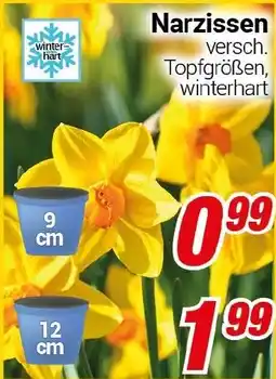 CENTERSHOP Narzissen Angebot