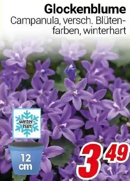 CENTERSHOP Glockenblume Angebot