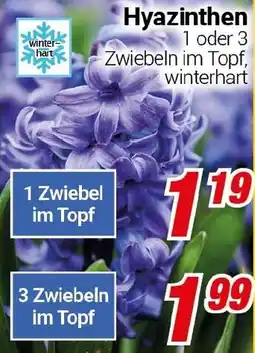 CENTERSHOP Hyazinthen Angebot