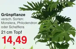 Jawoll Grünpflanze Angebot