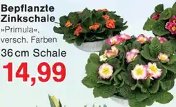 Jawoll Bepflanzte Zinkschale Angebot