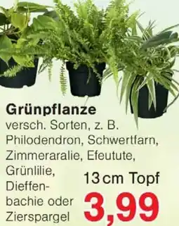 Jawoll Grünpflanze Angebot