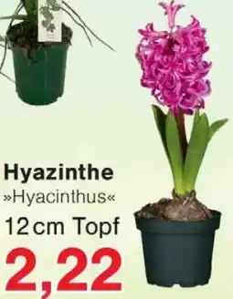Jawoll Hyazinthe Angebot