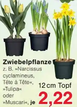 Jawoll Zwiebelpflanze Angebot