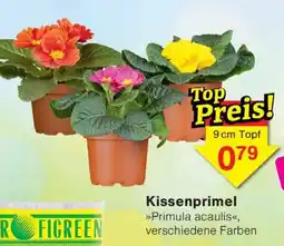 Wiglo Wunderland Kissenprimel >>Primula acaulis<< Angebot