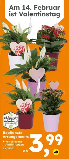 Globus Baumarkt Bepflanzte Arrangements Angebot