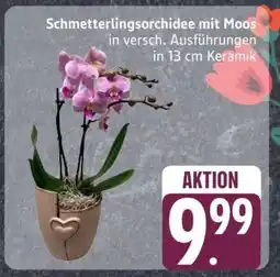 Edeka Schmetterlingsorchidee mit Moos Angebot