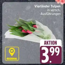 Edeka Vierländer Tulpen Angebot
