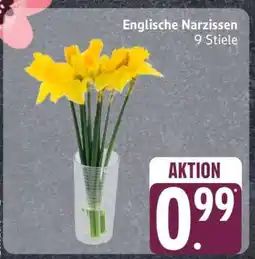 Edeka Englische Narzissen Angebot