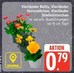 Edeka Vierländer Bellis, Vierländer Hornveilchen, Vierländer Stiefmütterchen Angebot