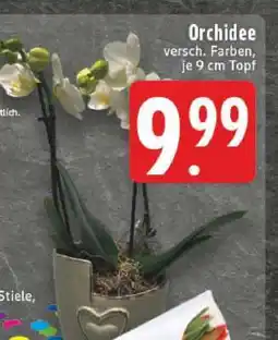 Edeka Orchidee Angebot