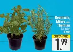 Edeka Rosmarin, Minze oder Thymian Angebot