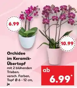 Kaufland Orchidee im Keramik- Übertopf Angebot