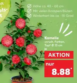 Kaufland Kamelie Angebot