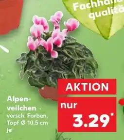 Kaufland Alpenveilchen Angebot