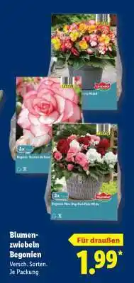 Lidl Blumenzwiebeln Begonien Angebot