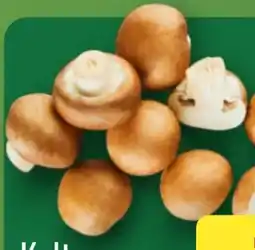 Aldi Nord Kulturchampignons Angebot