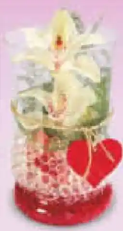 Netto Marken-Discount Orchideen-Gestecke Angebot