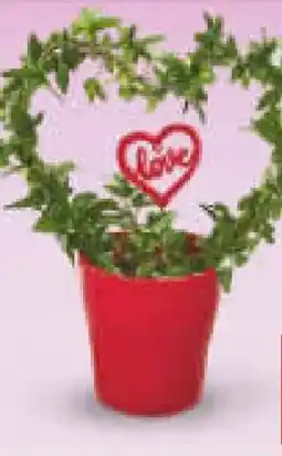 Netto Marken-Discount Efeu Herzform Hedera Angebot