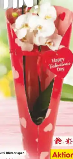 Netto Marken-Discount Orchideen Angebot
