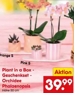 Netto Marken-Discount Plant in a Box Orchidee Angebot