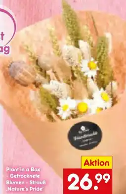 Netto Marken-Discount Nature‘s Pride Plant in a Box Angebot