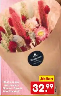 Netto Marken-Discount Pink Cocktail Plant in a Box Angebot