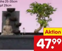 Netto Marken-Discount Plant in a Box Bonsaibaume Angebot