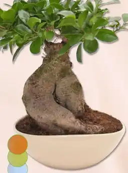 PENNY Ginseng Bonsai Angebot
