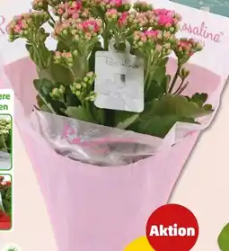 PENNY Kalanchoe Angebot