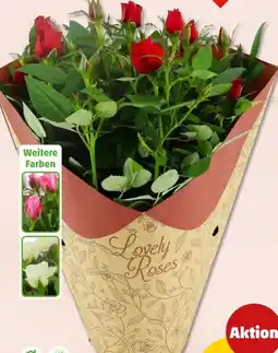 PENNY Topfrose Angebot